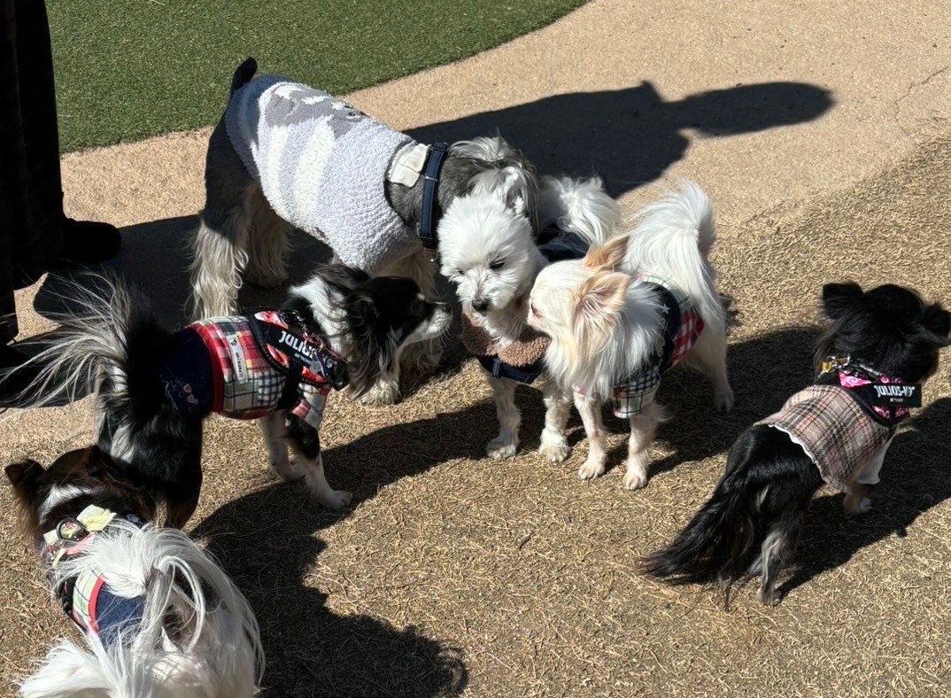 愛犬ジャックと千葉県のドギーズアイランドへ行ってきました