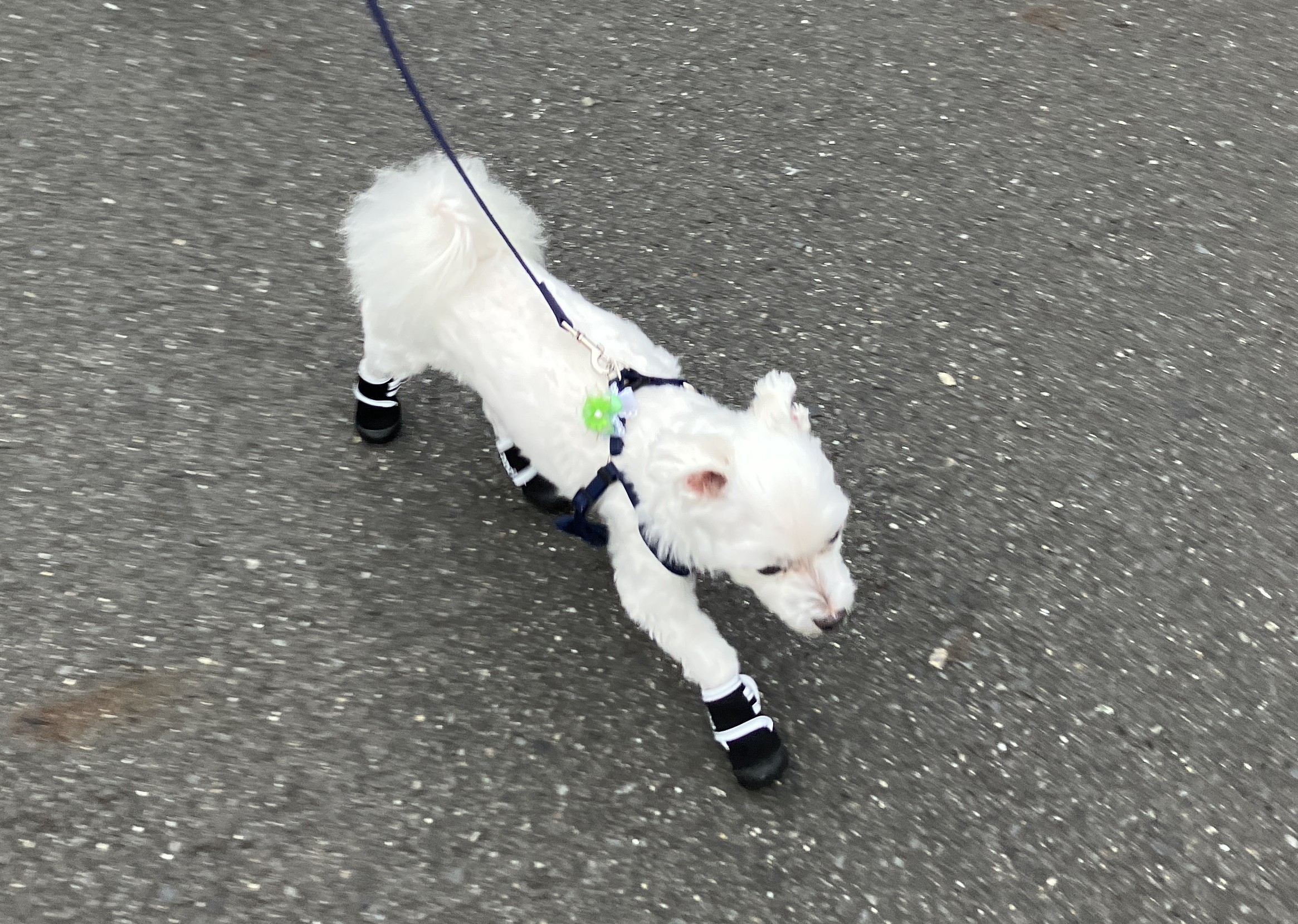 愛犬ジャック（マルチーズ）、新しい靴を履く