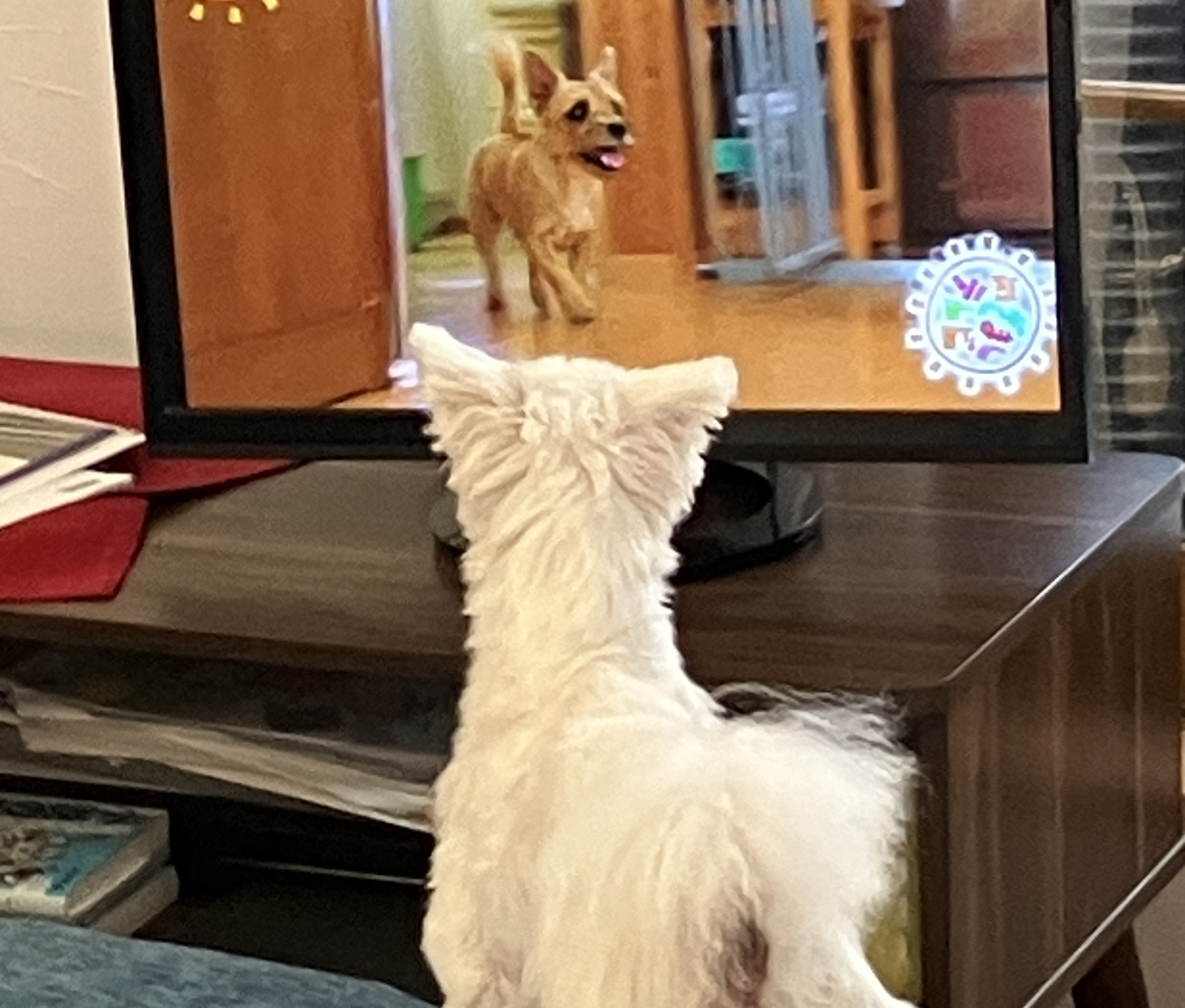 愛犬ジャック（マルチーズ）、新しい靴を履く
