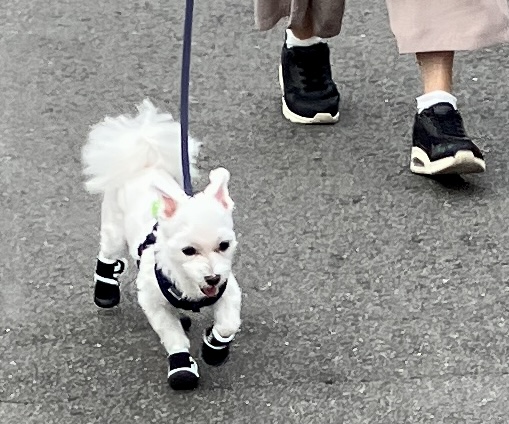 愛犬ジャック（マルチーズ）、新しい靴を履く
