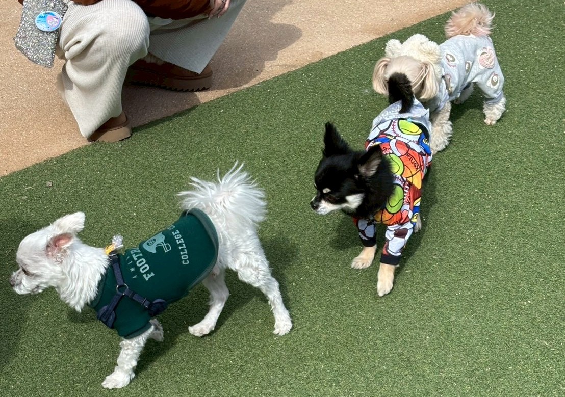 愛犬ジャックと千葉県のドギーズアイランドへ行ってきました～2026