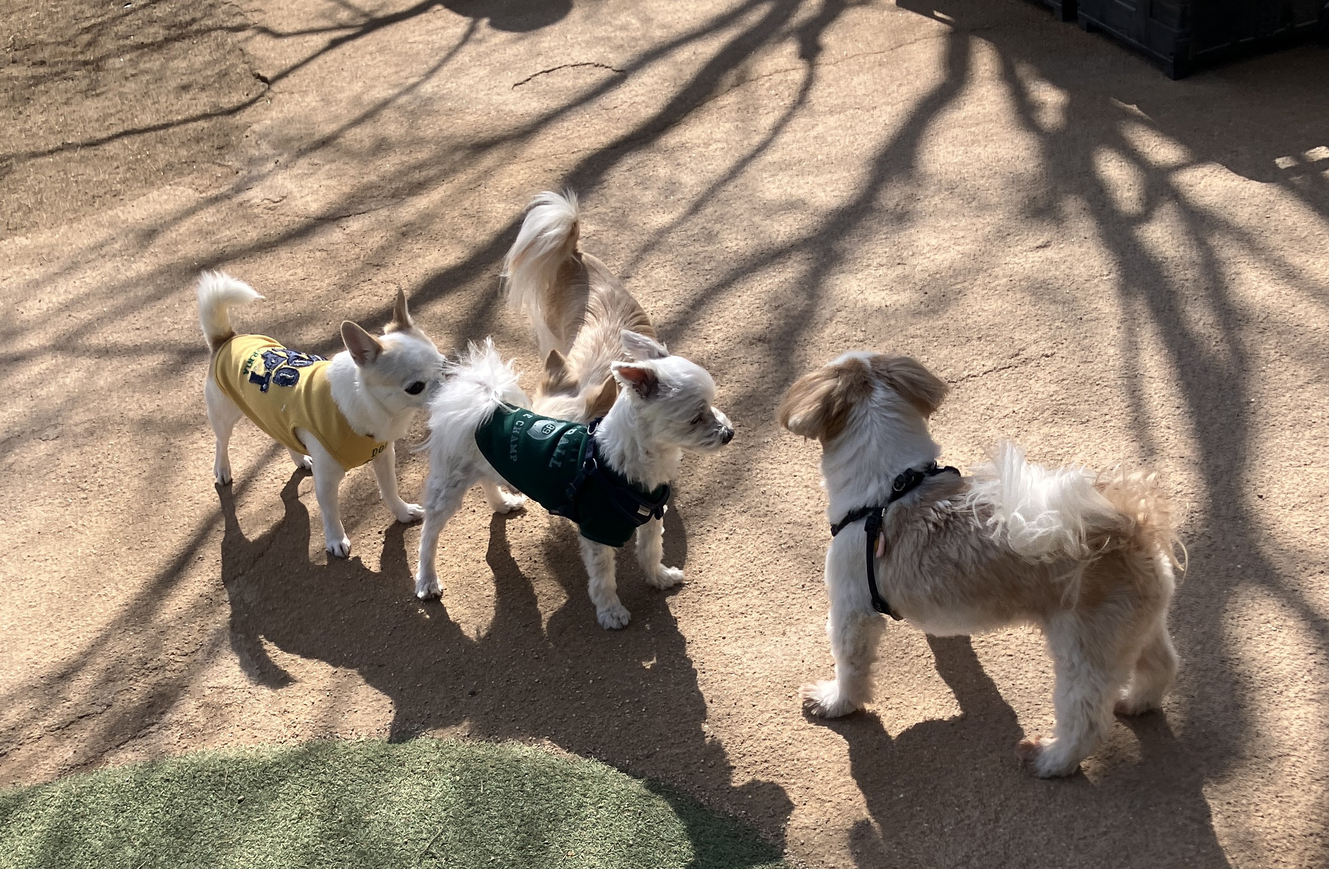 愛犬ジャックと千葉県のドギーズアイランドへ行ってきました～2026
