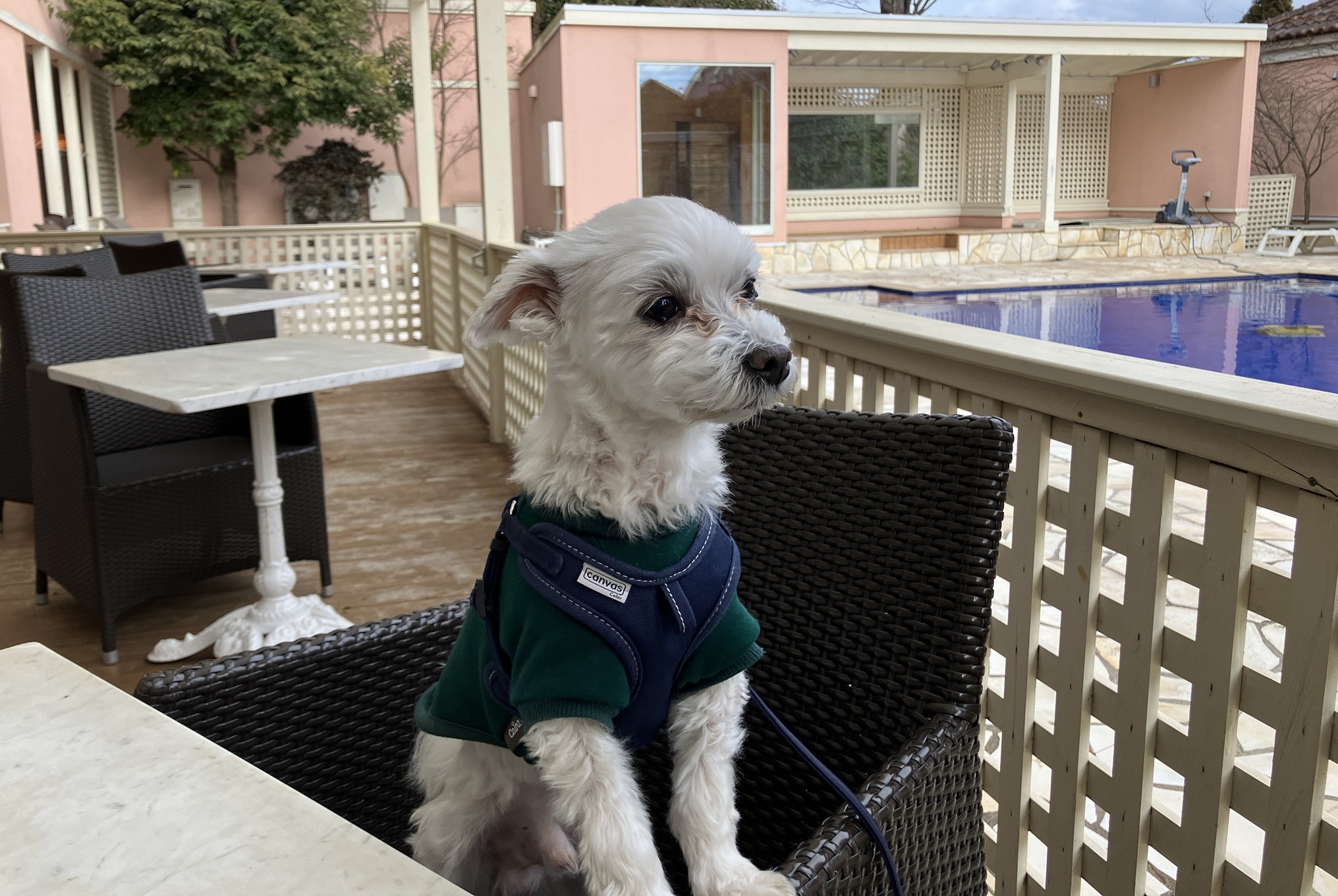 愛犬ジャックと千葉県のドギーズアイランドへ行ってきました～2026