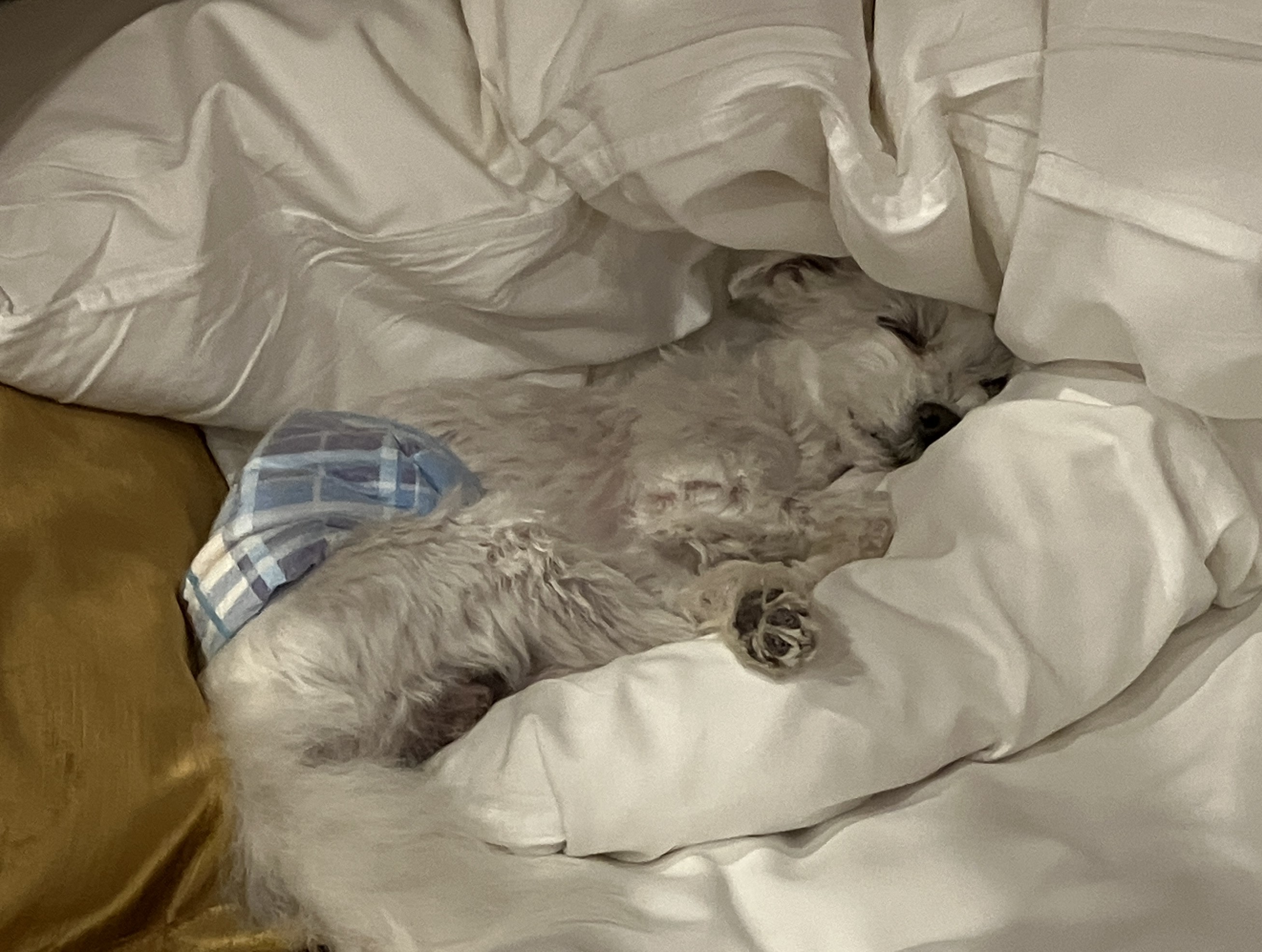 愛犬ジャックと千葉県のドギーズアイランドへ行ってきました～2026