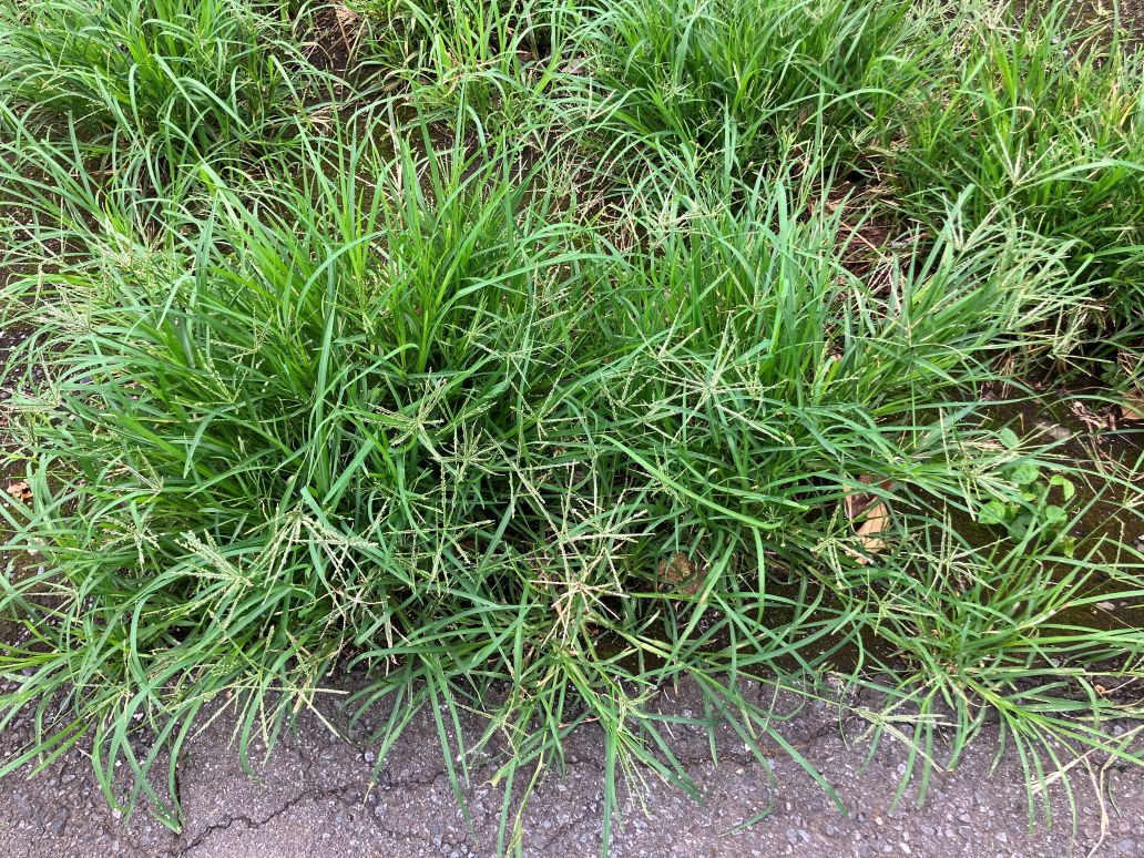 オヒシバに除草剤が効かない?