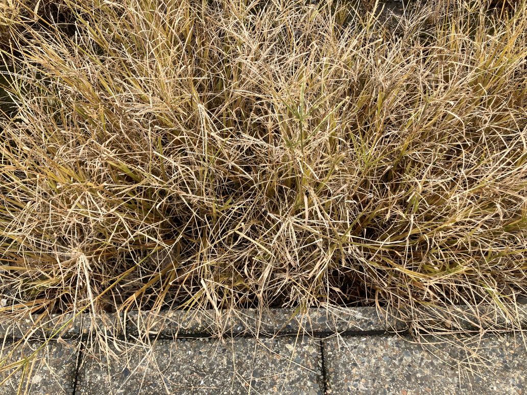 オヒシバに除草剤が効かない?