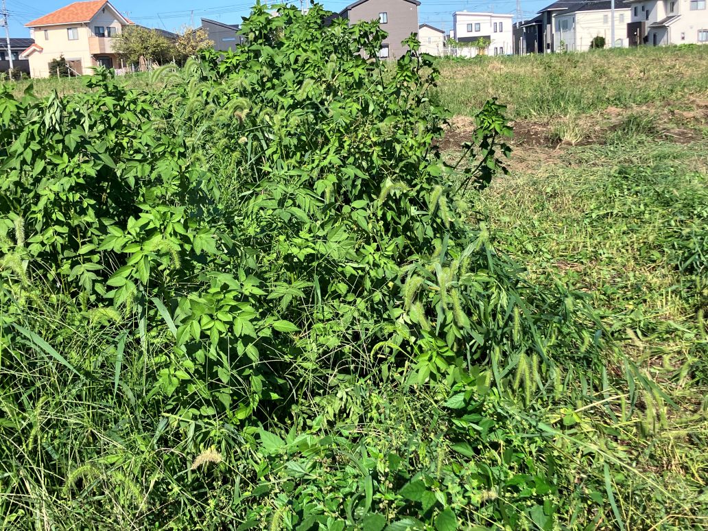 物件の草刈りをやる意味は?